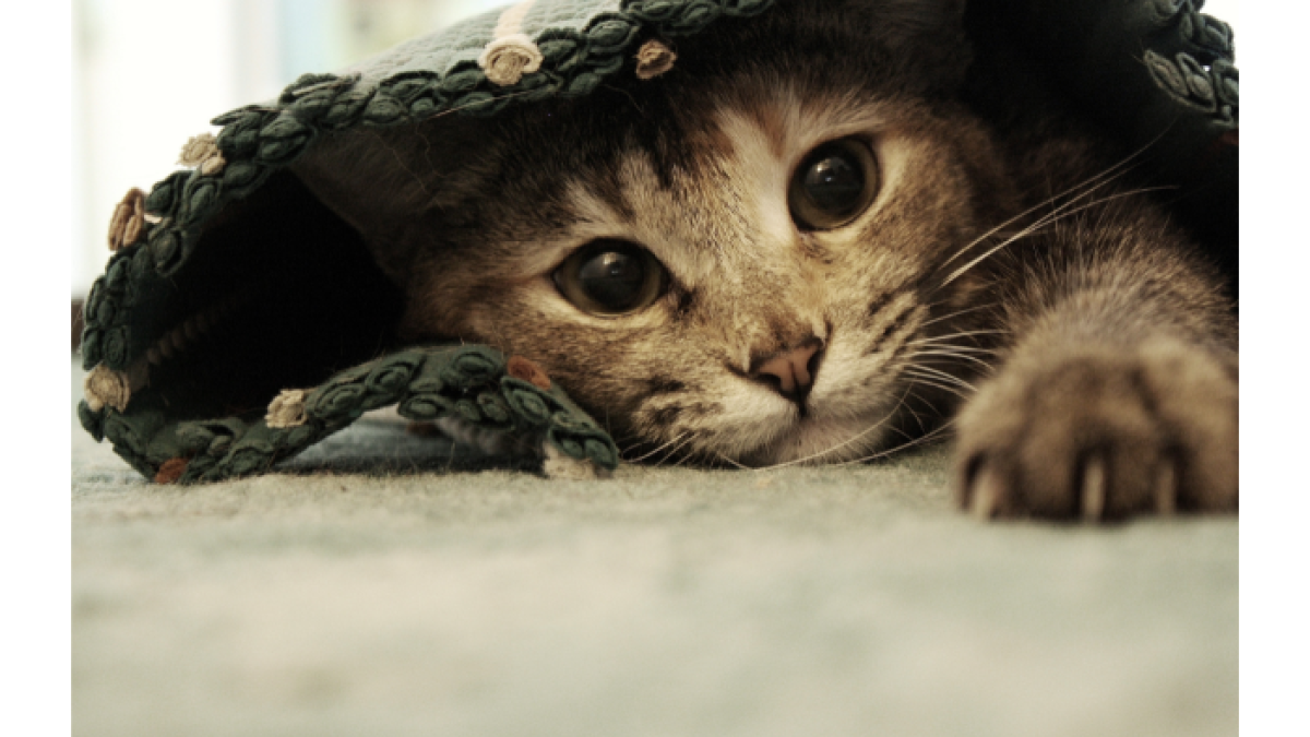 El 8 de agosto se celebra el dia internacional del gato