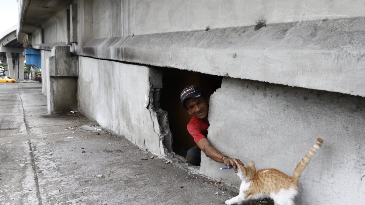 Referencial. El censo realizado meses atrás arrojó que cerca de 100.000 gatos están en las calles.