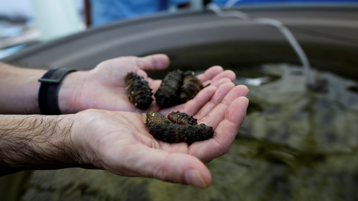 Fotografía de archivo en la que se registraron las manos de un hombre al sostener varios ejemplares de pepino de mar.