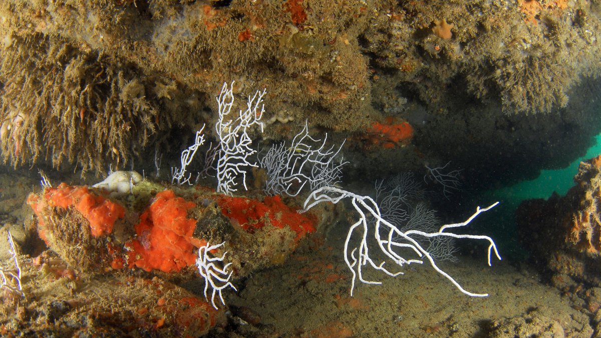 Imagen de archivo de Gorgonias y esponjas (Crambe crambe), tomada por la expedición Oceana Ranger de los fondos submarinos del golfo de Cádiz.