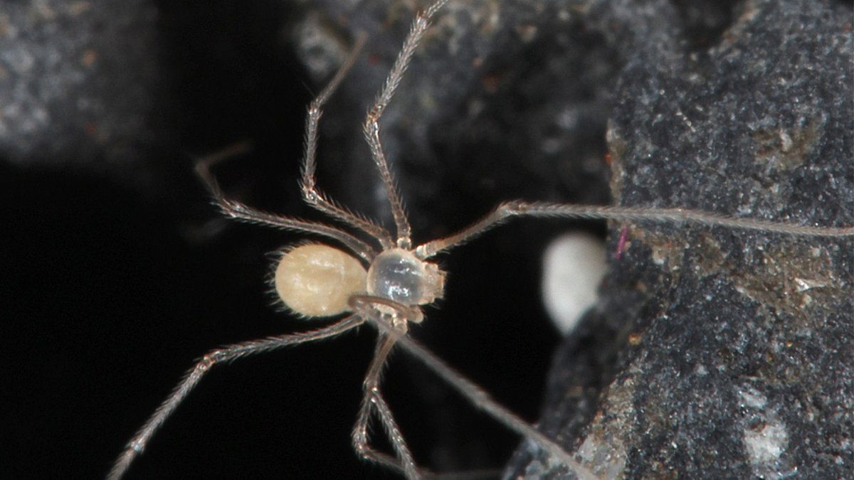 Fotografía cedida por Huber Bernhard que muestra un ejemplar de la nueva especie de araña del género Metagonia zatoichi, descubierta en Galápagos