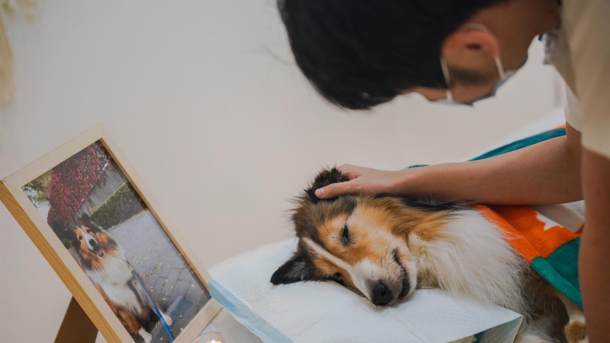 El dueño de un perro se despide por última vez de su mascota fallecida durante un funeral celebrado en la tienda funeraria de mascotas Rainbow Planet en Pekín, China, el 11 de agosto de 2022