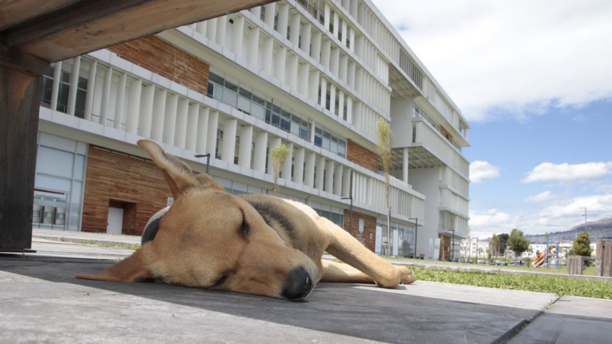 Quitumbe. En la plataforma de Gobierno se encuentran algunos animales a la espera de ser alimentados por los transeúntes
