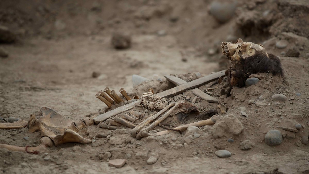 Detalle de los restos de un cadáver colonial, con una cruz pegada a su caja toráxica, hallado en el zoológico Parque de las Leyendas, el pasado 8 de agosto, en Lima (Perú). EFE/