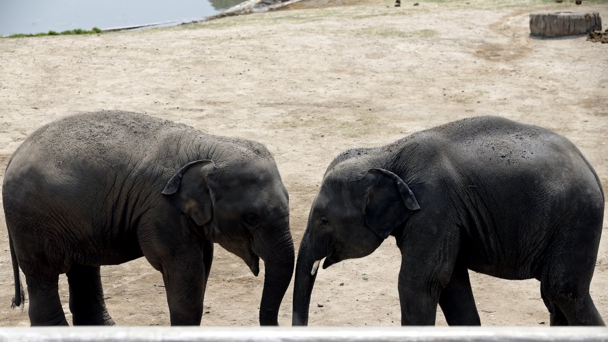 Los medios estatales inciden en que la población de elefantes asiáticos salvajes -bajo protección estatal de nivel A, el más elevado en China- que viven en Yunnan es de 300 ejemplares, 107 más que en 1980.