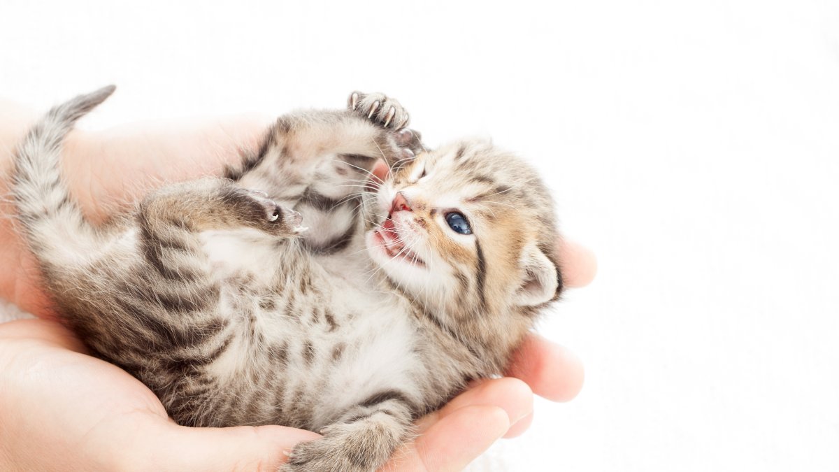 Los gatos bebés a menudo son abandonados en la calle.