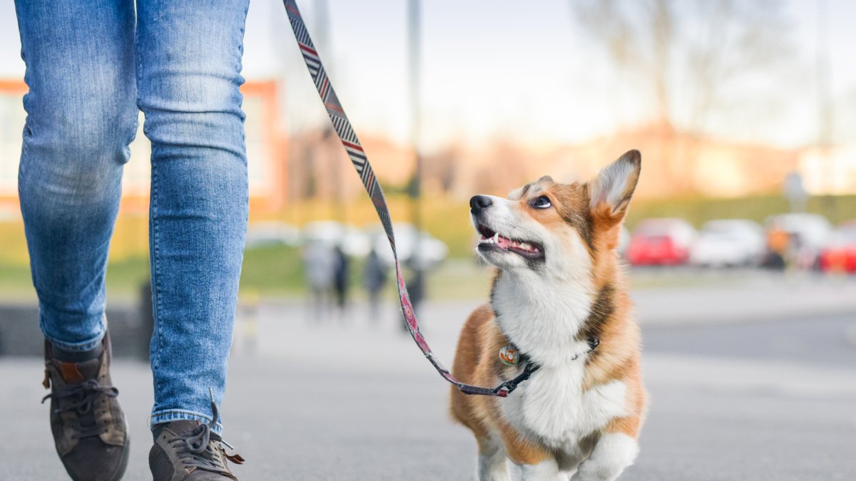 Vista de una mascota paseando