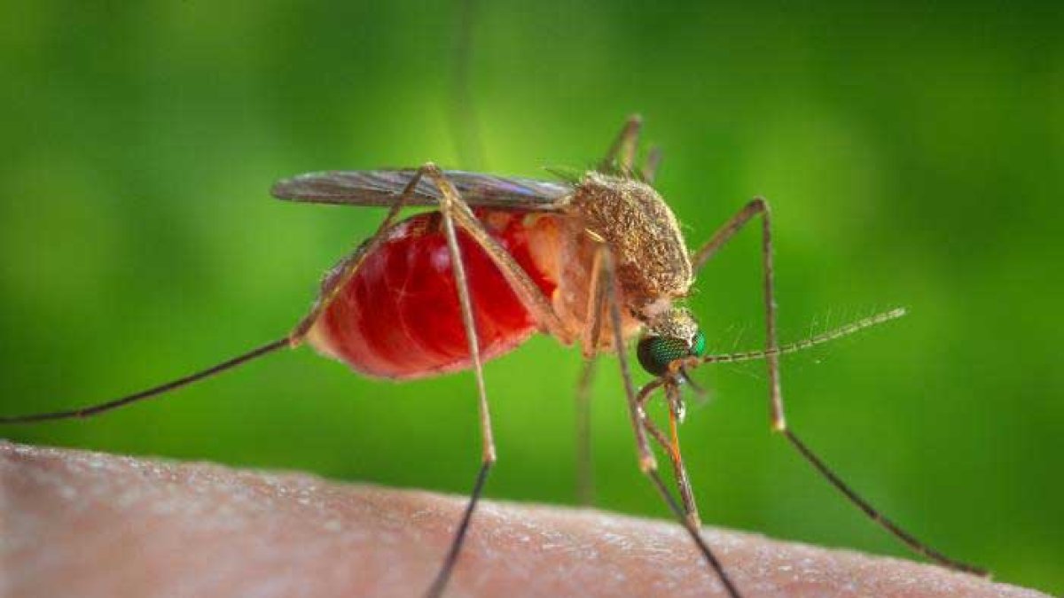 Según esta investigación, al menos en estos mosquitos, cada célula neuronal tiene varios tipos de receptores, no solo uno. Una sola neurona de mosquito puede detectar diferentes olores.