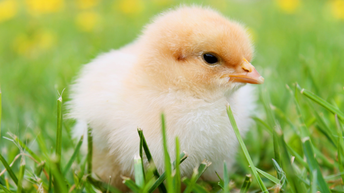 Pollito. Referencial