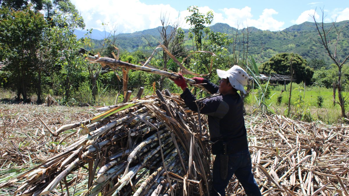 Trabajo.- Un agricultor labora en la cosecha de la caña de azúcar.
