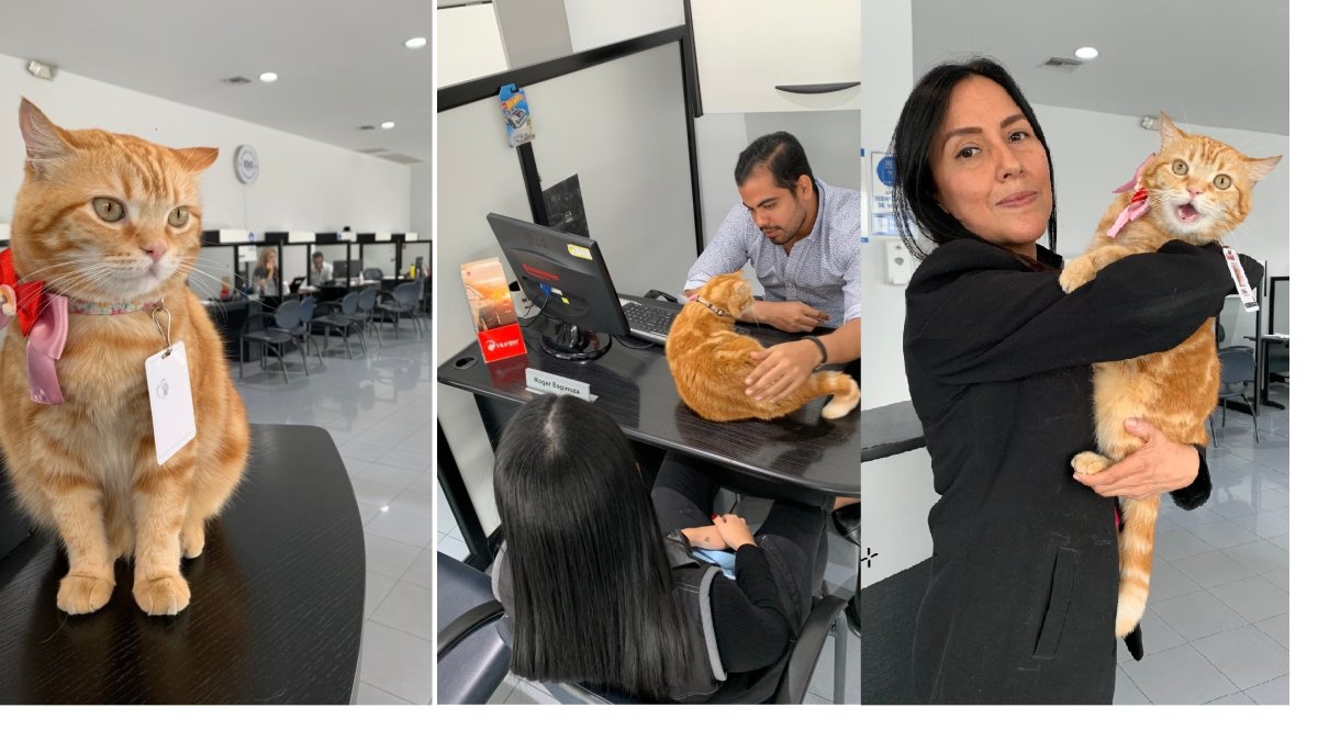 En la oficina. Ingrid Vaca, jefa de la agencia automotriz (Izq.), aparece con Mina en sus brazos. La gata es libre de recorrer la empresa.
