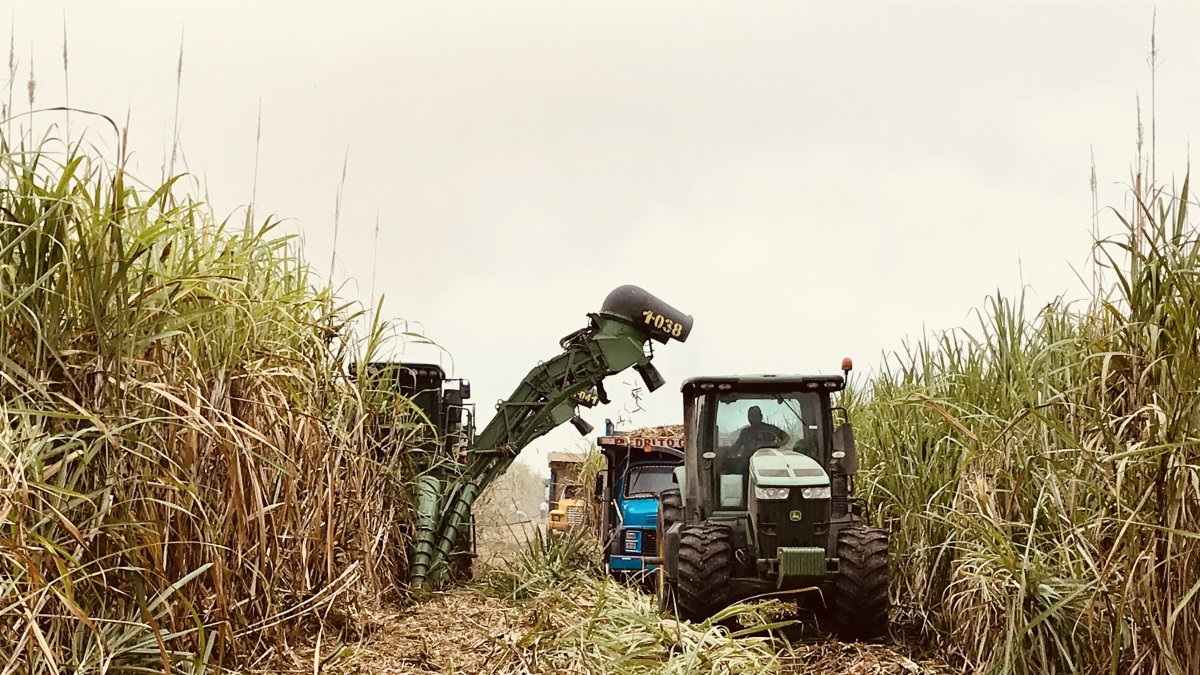 Cosecha. El trabajo que se hace en la recolección de la caña de azúcar.