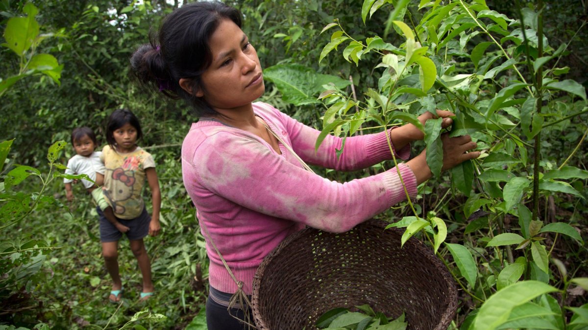 Oferta. Napo y Pastaza concentran las ventas, con más de $ 3 millones.