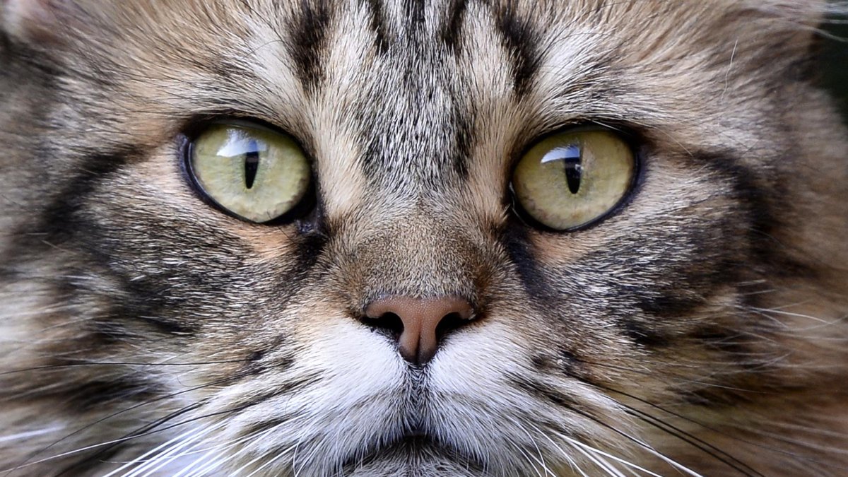Un gato mira a la cámara en una imagen de archivo.