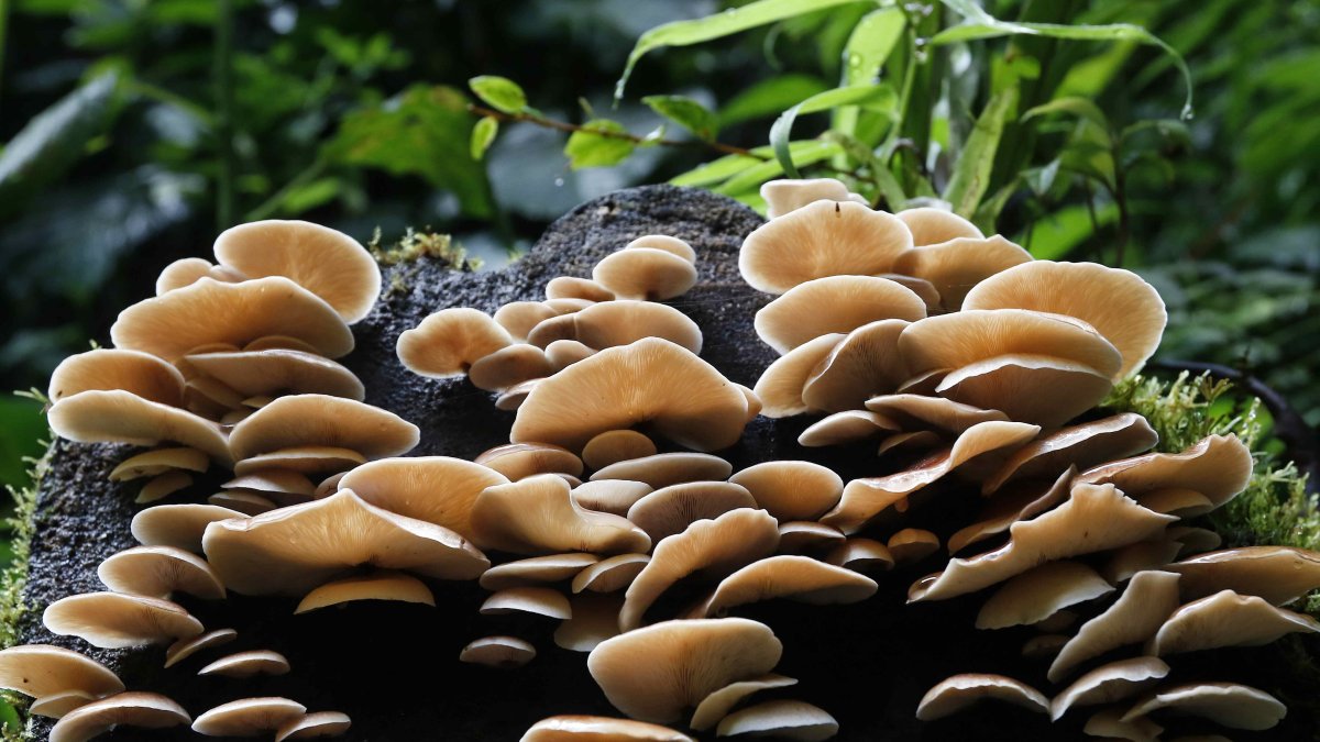 Imagen de archivo de unos hongos del bosque nuboso Palo Verde, una reserva natural ubicada en el centro de Costa Rica.