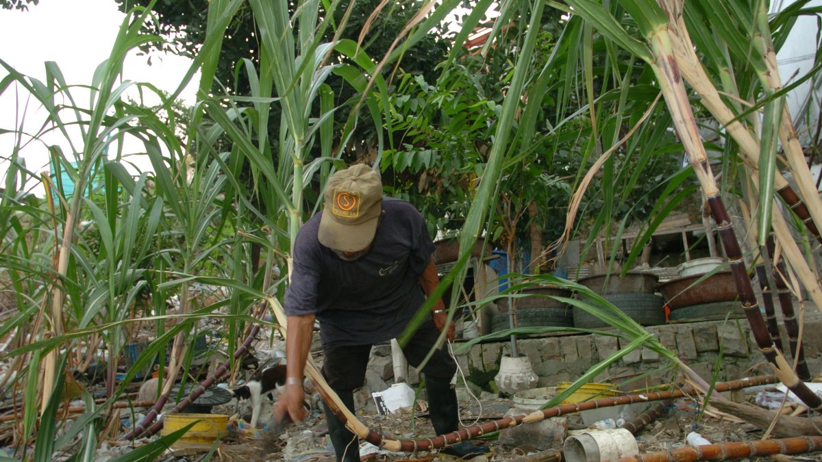 Labor.- El trabajo en un cultivo de caña de azúcar.