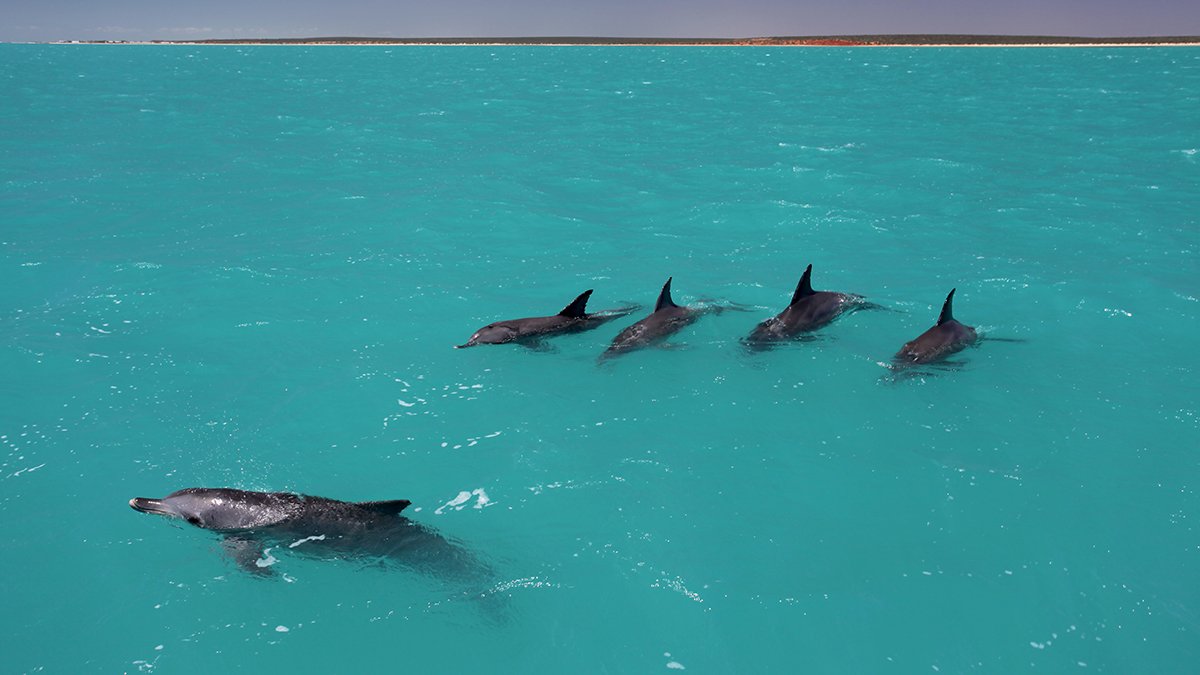 Una alianza de cuatro delfines macho junto a una hembra.