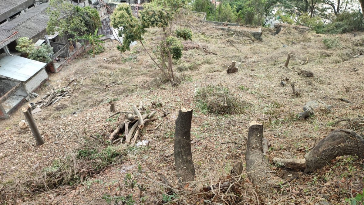 Los pedazos de troncos quedaron en el sitio