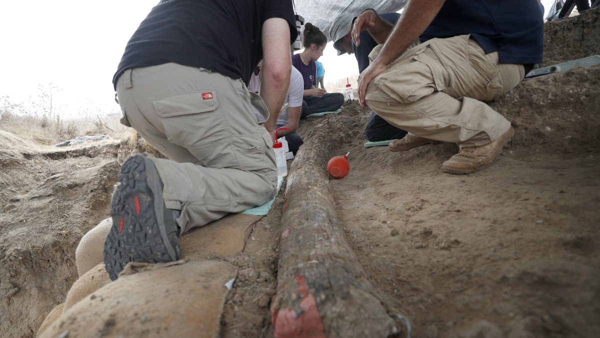 Empleados de la Autoridad de Antigüedades de Israel (IAA) descubren un colmillo de elefante de 2,40 metros de largo cerca de Gedera, en el sur de Israel.