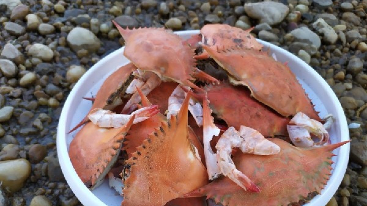 Los caparazones de cangrejos y otros crustáceos contienen quitosano, la base de la nueva propuesta de batería sostenible.