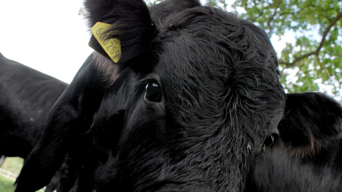 De acuerdo con la OPS, la gran mayoría de los países de América del Sur están libres de aftosa desde hace más de diez años. En una imagen de archivo.
