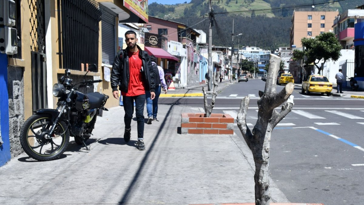 Centro. En las calles Portoviejo y Versalles, en el centro-norte, hay decenas de árboles que prácticamente están muertos. La gente dice que los podaron y se marchitaron.
