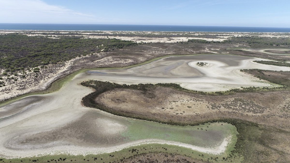 La laguna permanente más grande del Parque Nacional de Doñana (suroeste de España), ha terminado por secarse completamente por la falta de lluvia, el calor y la sobreexplotación del acuífero.