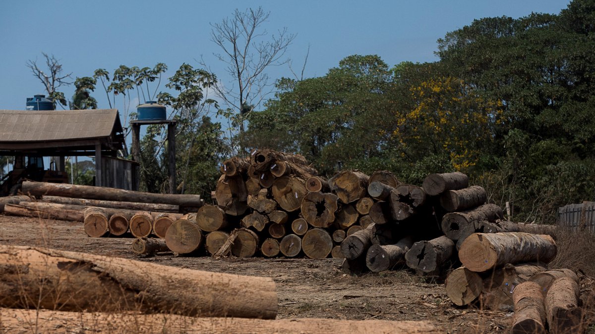 Actividad de tala de bosque, en Brasil. Esa y otras amenazas acorralan a la flora y fauna de la Amazonía.
