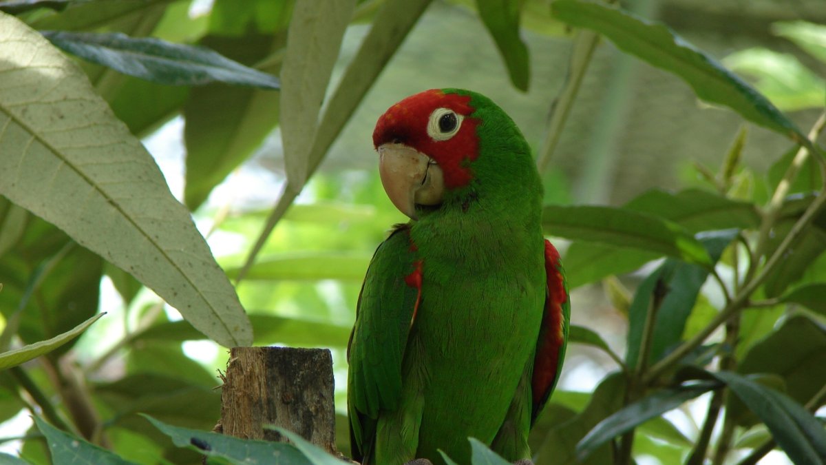 Imagen referencial para graficar a una lora cabeza roja, una de las especies que fueron rescatadas en Portoviejo.