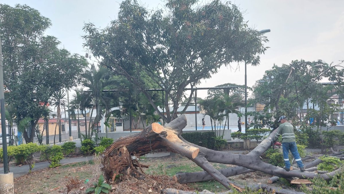 Esta es la especie que cayó la tarde del pasado 5 de septiembre en Samanes 2.