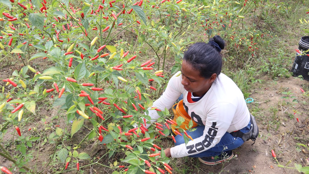 Proyecto. En Palo de Balza, Marcelino Maridueña (Guayas), un grupo de 40 cañicultores dejó de producir caña de azúcar para migrar al cultivo corto del ají tabasco.