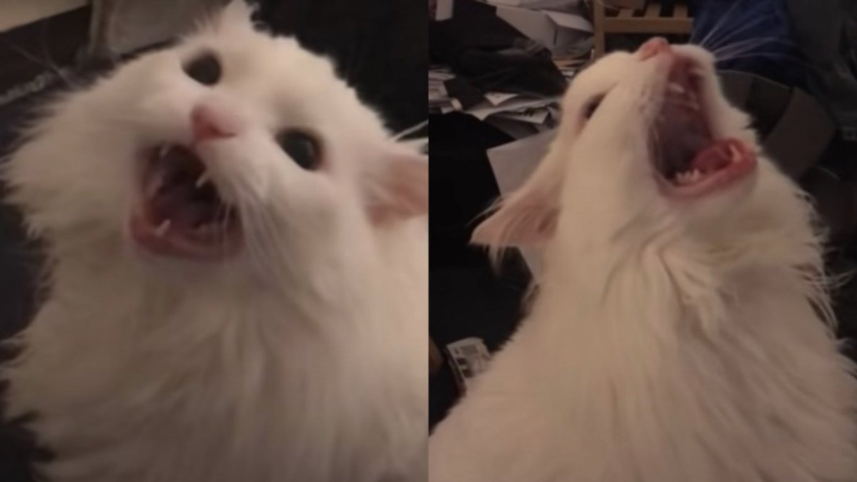 El felino tenía 15 años. El cáncer fue el diagnóstico que recibió y la causa de su fallecimiento.