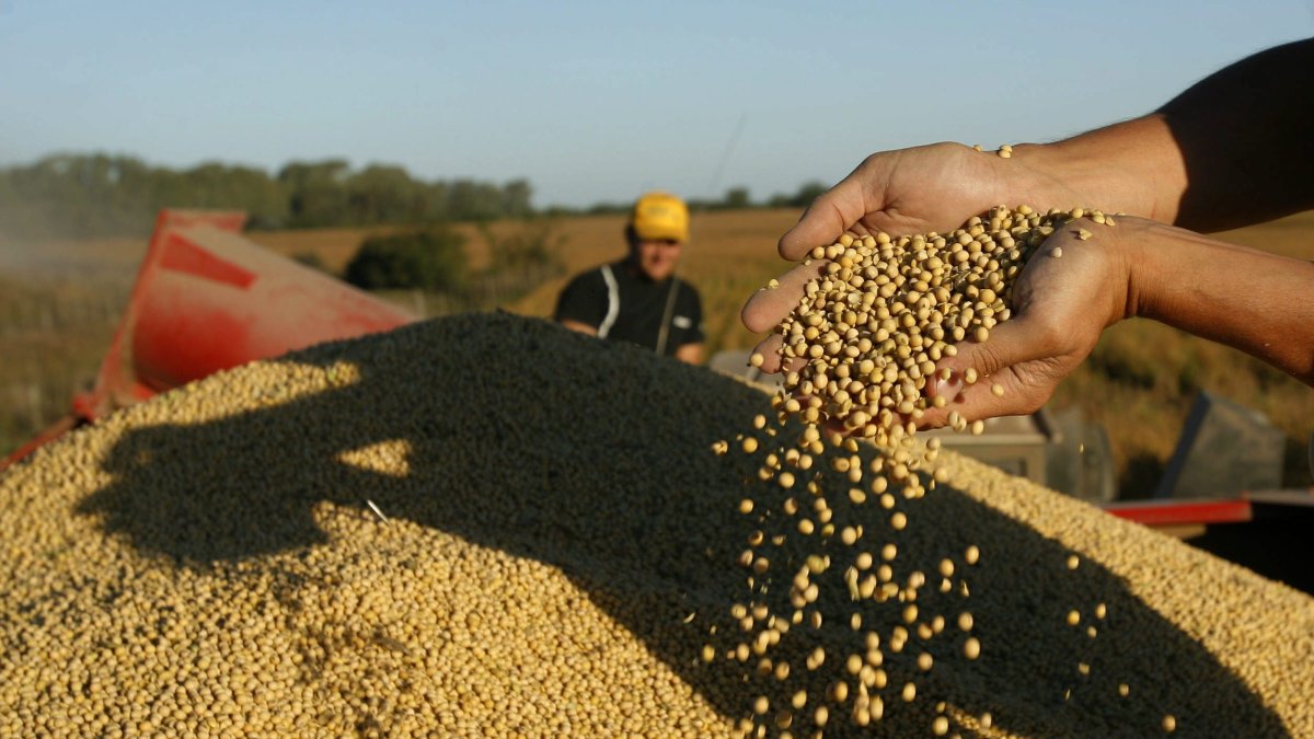 Acción.- En Ecuador hay un plan para impulsar el cultivo de soya.