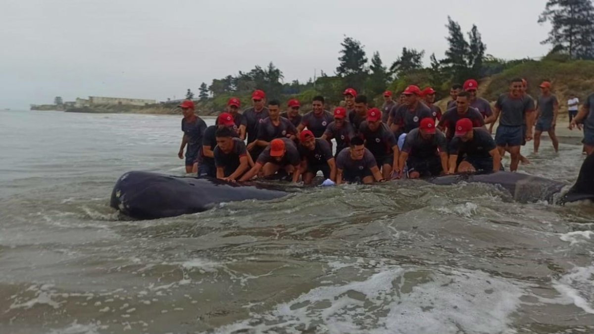 Instante en el que los militares intentaban llevar al animal al océano.