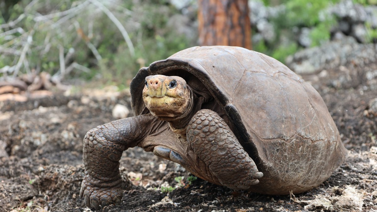 Fotografía cedida por Galapagos Conservancy que muestra a la tortuga Fernanda.