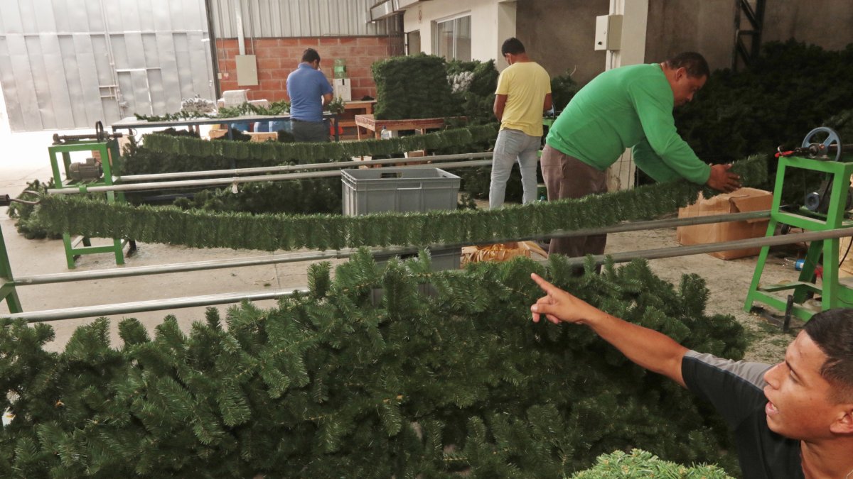 La empresa Mountain King empezó a elaborar árboles de Navidad por primer año en julio y ha contratado a decenas de colaboradores.