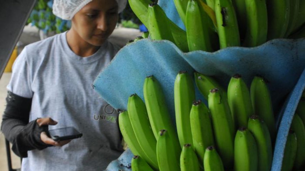 El banano ha tenido un año complicado en los mercados.