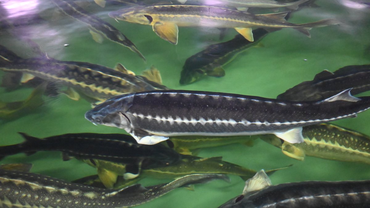 imagen de archivo de una piscifactoría de esturiones.