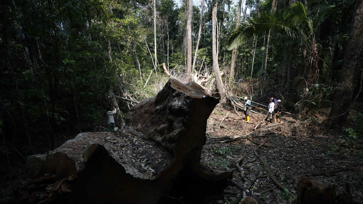 Selva. En plena amazonía un shihuahuaco milenario yace tras el paso por esta zona de la tala indiscriminada.