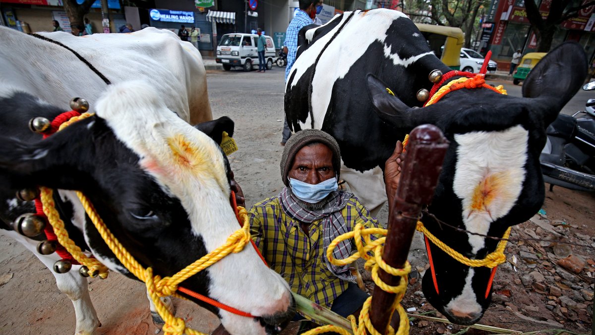 Más de 60.000 vacas han muerto en todo el país a causa de un brote que comenzó a propagarse el pasado abril.