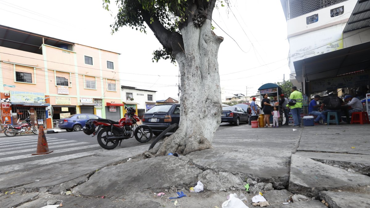 Daño. Las raíces de los arboles han llegado a levantar la acera.