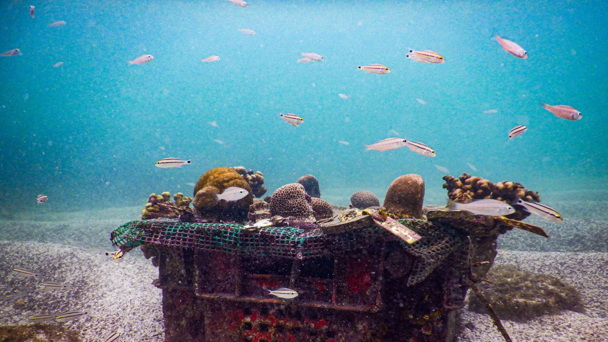 Galapagos. Un proyecto de siembra de corales busca restaurar ecosistemas, en el archipiélago ecuatoriano.