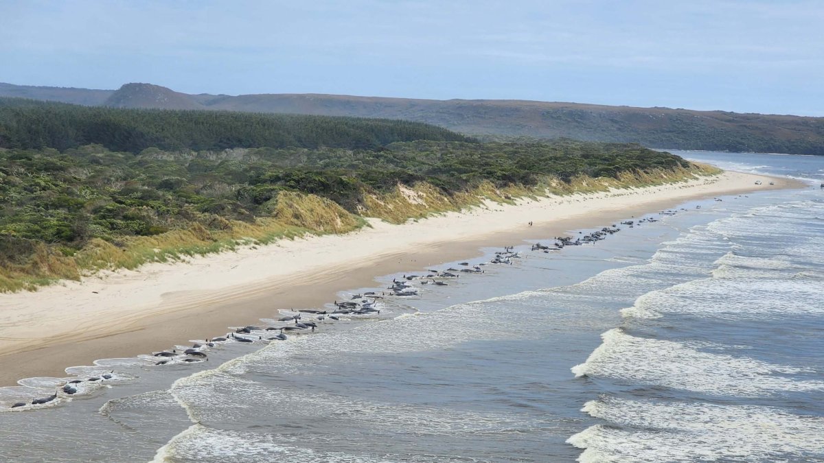 Unas 230 ballenas varadas en una remota playa de la bahía de Macquarie, en el oeste de la isla australiana de Tasmania (Australia), . EFE/ 