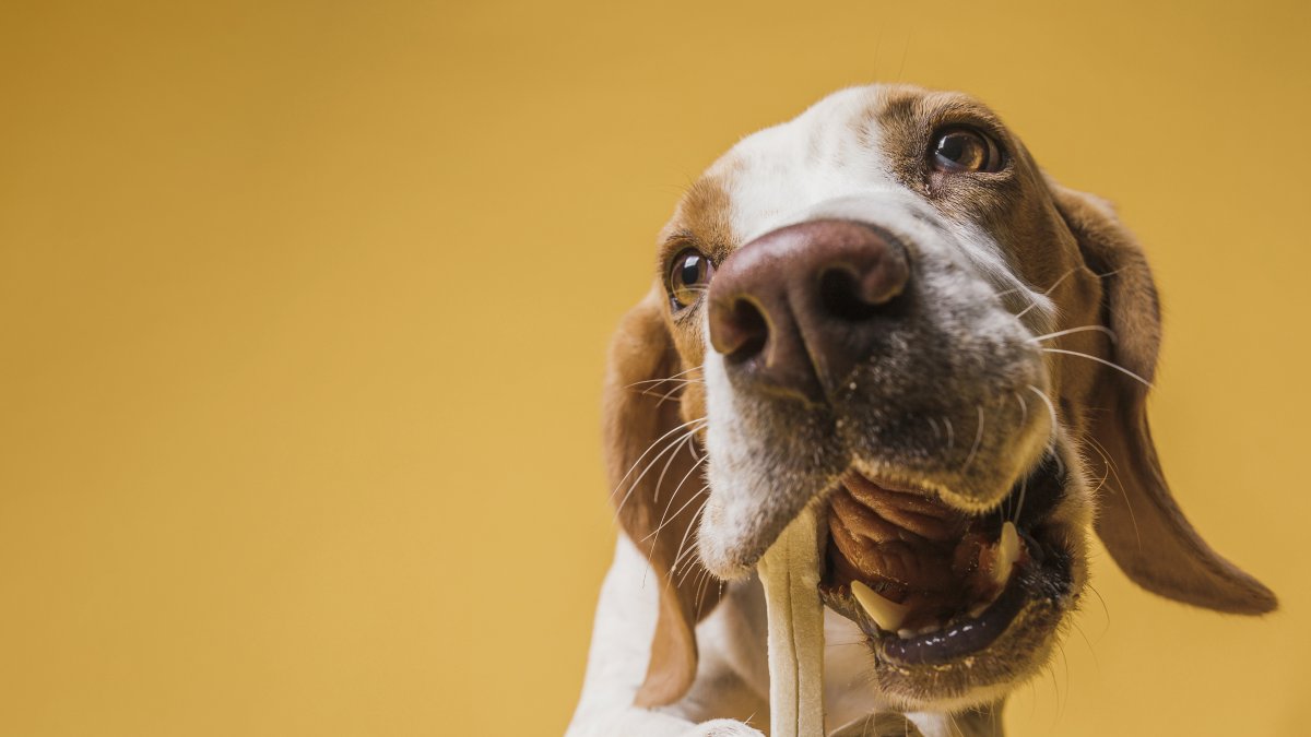 Lo conveniente es no dárselos. Si se lo hace, que sean grandes y cocidos. Jamás crudos o pequeños porque se pueden partir y ocasionar daños en el estómago