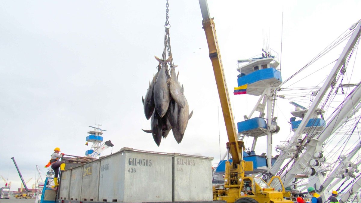 Actividad. Un grupo de trabajadores en las labores de la pesca en la ciudad de Manta, provincia de Manabí.