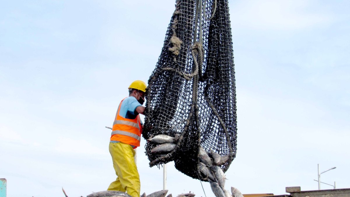 Labor.- Una persona descarga la pesca en contenedores para llevarla a la industria.