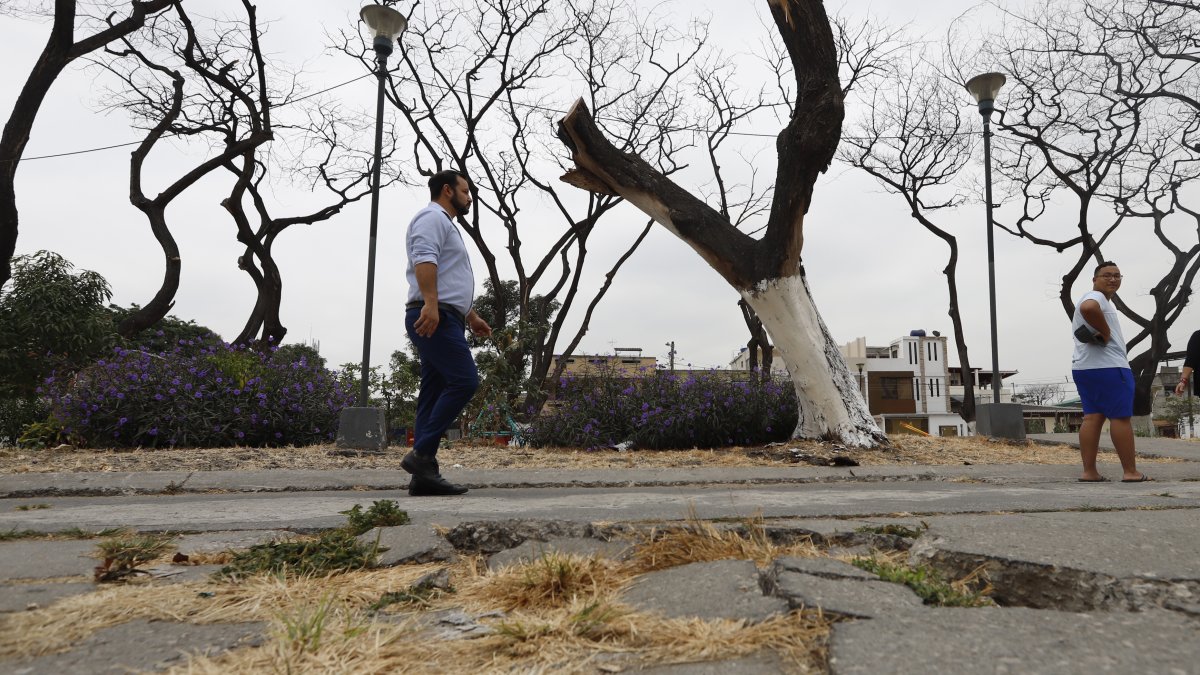 Este es el escenario de la ciudadela Guayacanes que los vecinos no quieren que se replique en Álamos Norte. La comunidad pide al Cabildo actuar de forma inmediata.