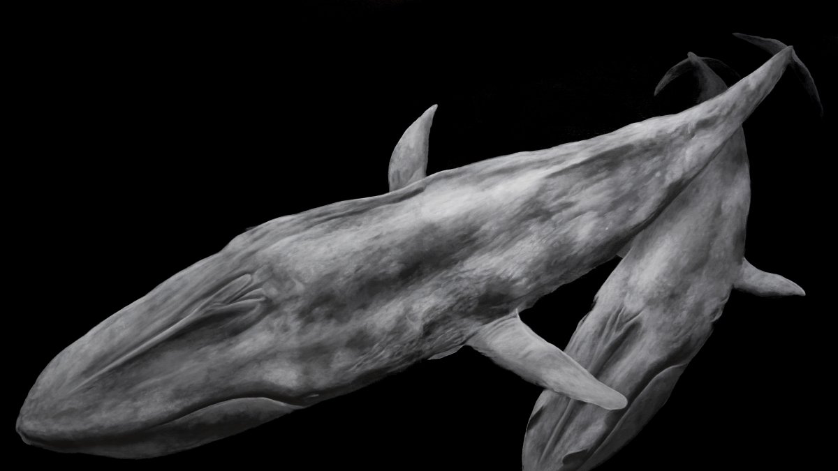 Reproducción de la fotografía