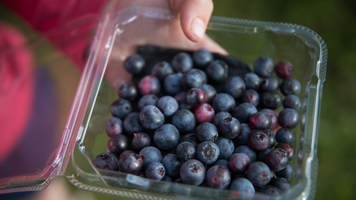 Venta. La exportación de arándanos aumentó para el 2021.