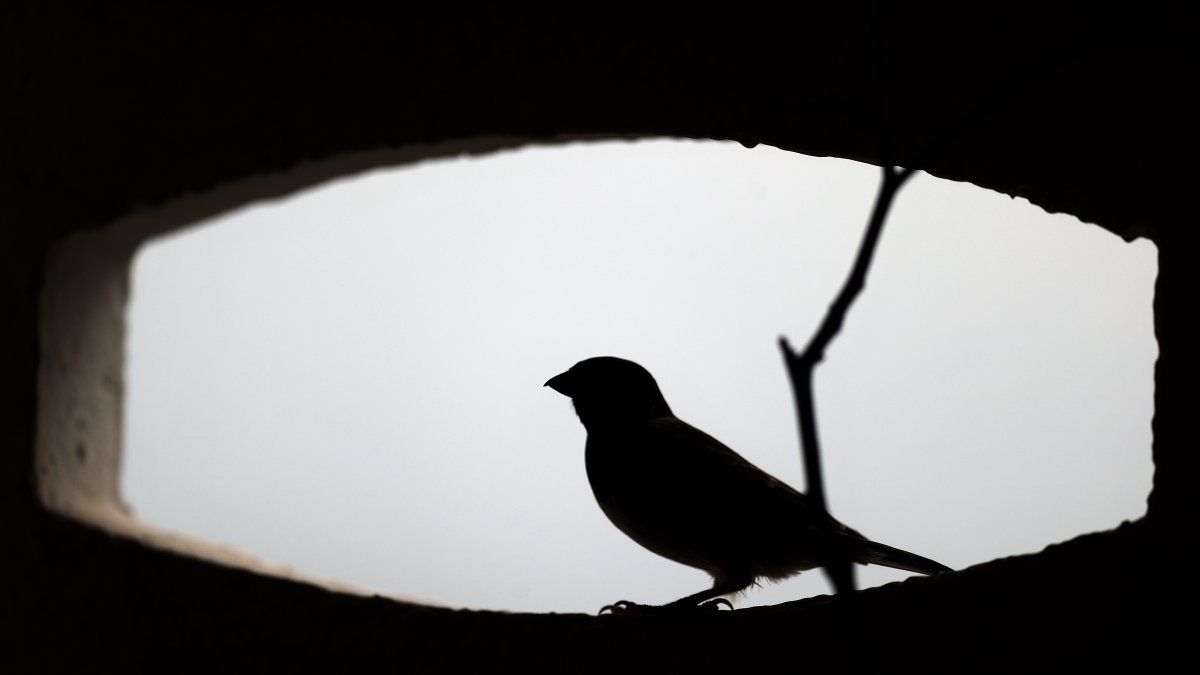 En la imagen de archivo, un gorrión se asoma al hueco de una celosía durante uno de los primeros días de la primavera.